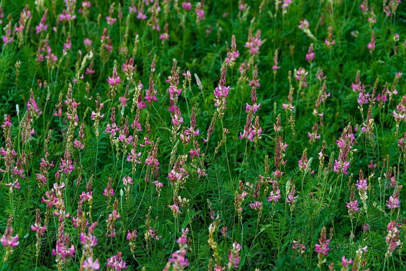 Alfalfa field in Limagne plain