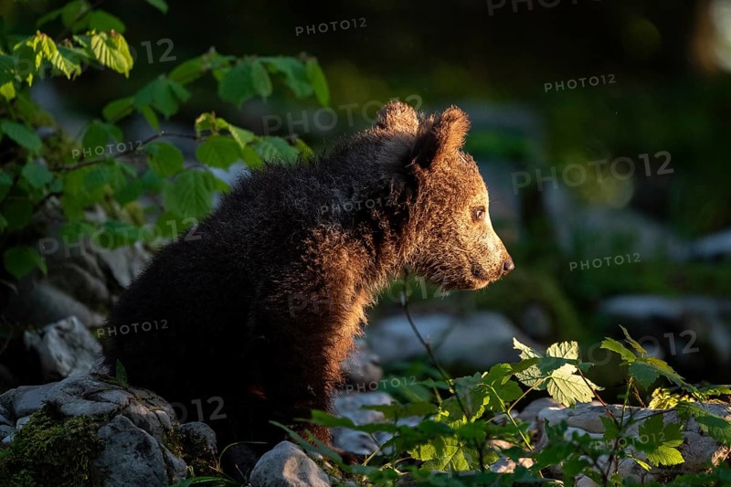 European brown bear (Ursus arctos arctos)