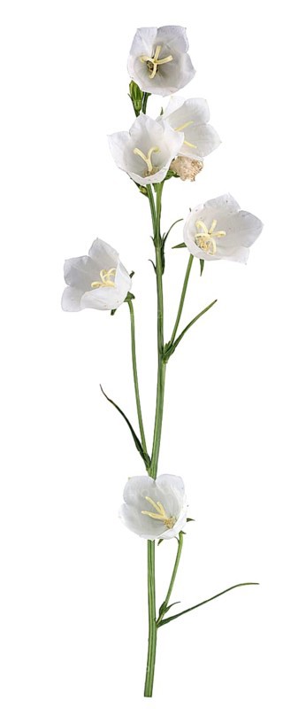 Peach-leaved bellflower (Campanula persicifolia)