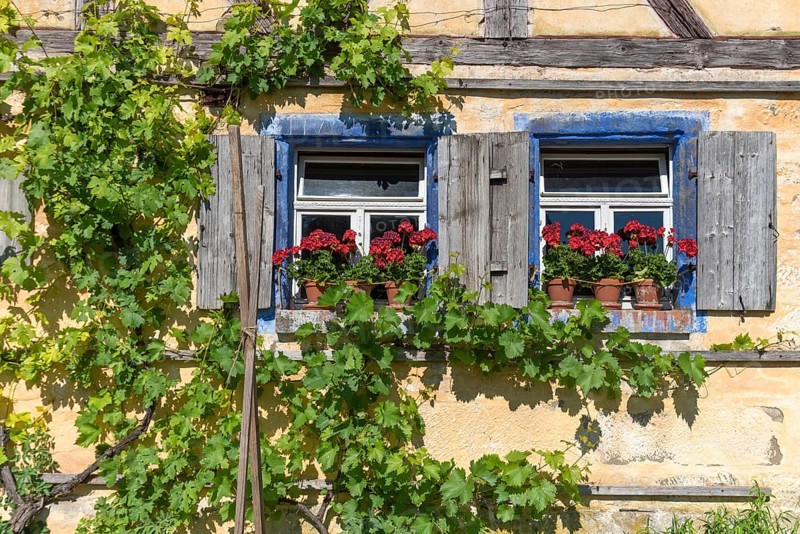 Window with geraniums of a crofter's house/vintner's house