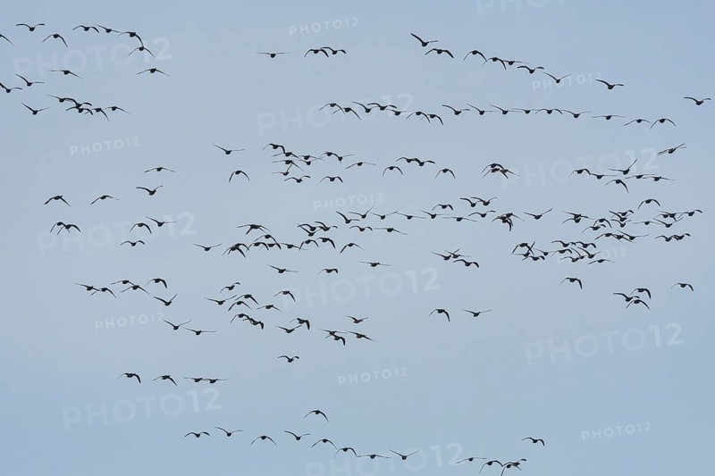 Brent Goose (Branta bernicla) in fly on blue sky