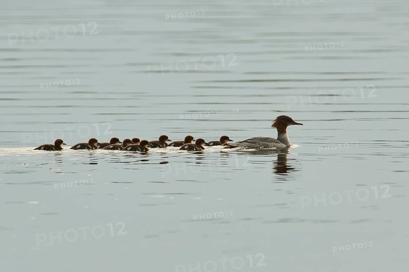 Common merganser (Mergus merganser) or goosander mother with her youngsters swimming in danubia river