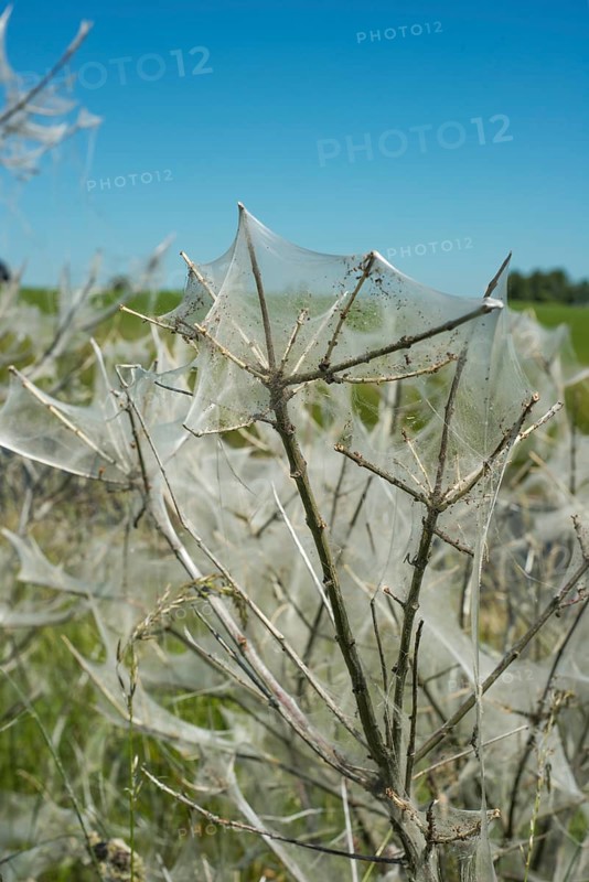 Insect damage by Ermine butterfly (Yponomeutidae) in Ystad