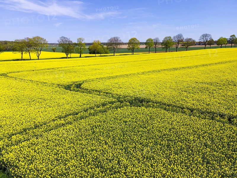 Drone image of a rapeseed field