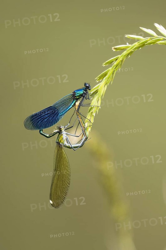 Banded demoiselles (calopteryx splendens)