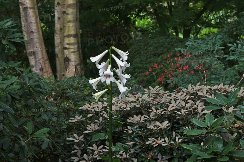 Giant Himalayan lily (Cardiocrinum giganteum)