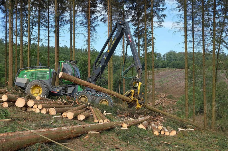 Harvester harvesting spruce infested with Grained spruce bark beetle (Cryphalus abietis)