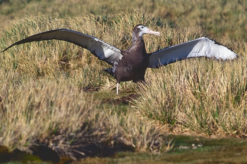 First flight of a juvenile Wandering Albatross (Diomedea exulans)