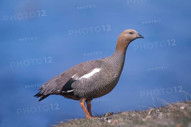 Ruddy-headed Goose (Chloephaga rubidiceps)