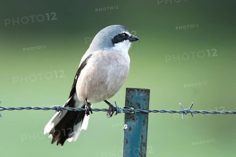 Great grey shrike (Lanius excubitor) on a pasture fence