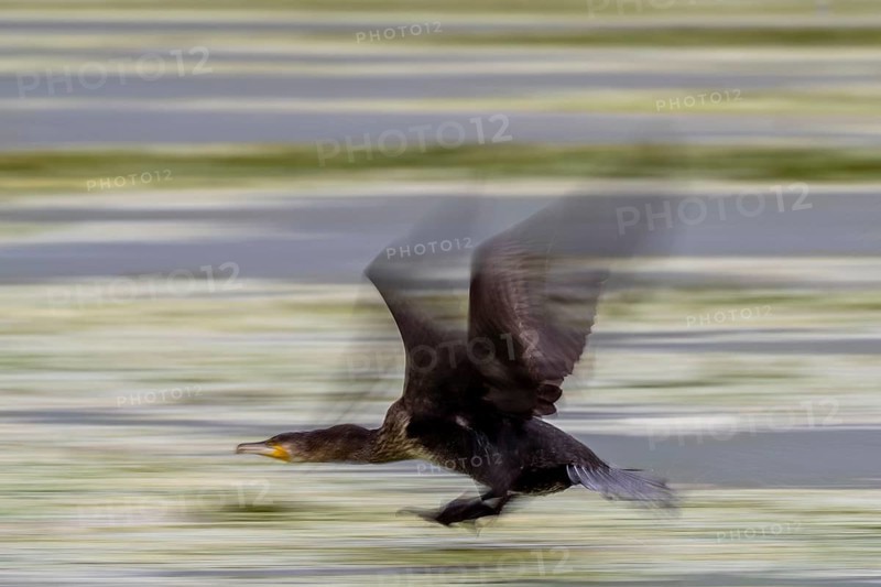 Cormorants (Phalacrocoracidae) flying