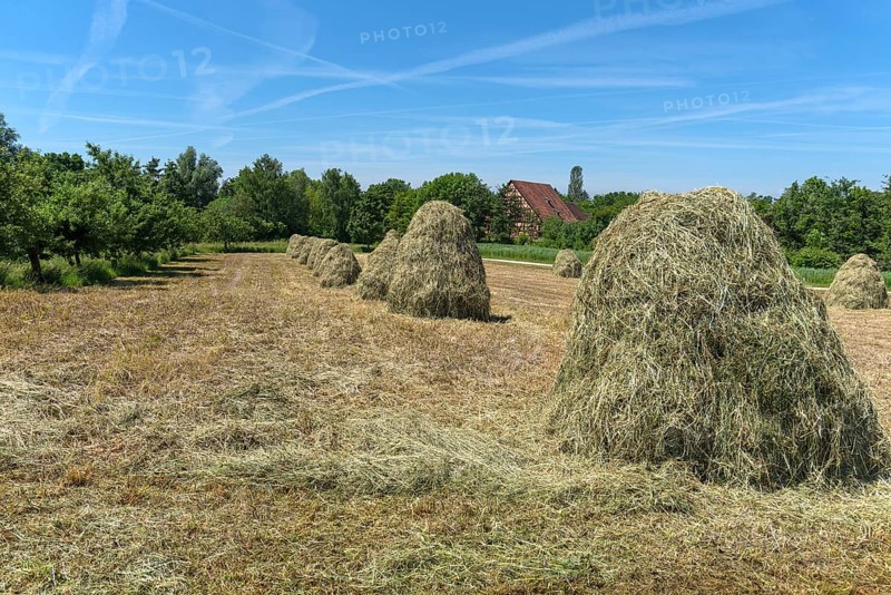 Piled up haystacks on a field