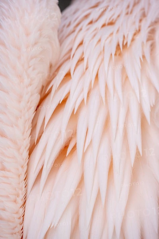 Fender of a pelican