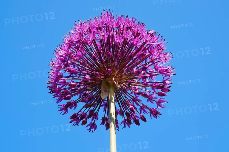 Giant Onion (Allium Giganteum)