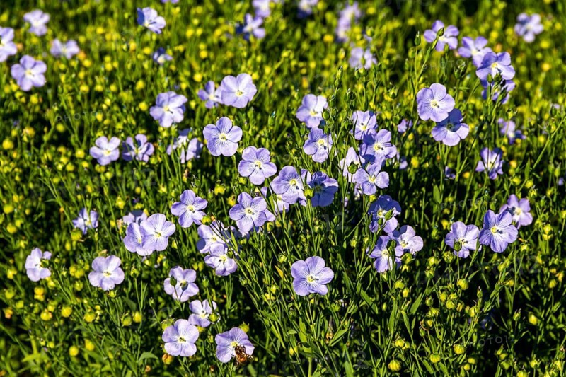 Flax (Linum usitatissimum) field in flower