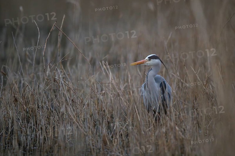 A grey heron (Ardea cinerea) standing in riparian vegetation