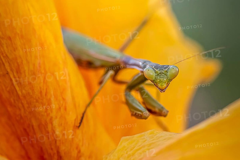 European mantis (mantis religiosa) on a flower