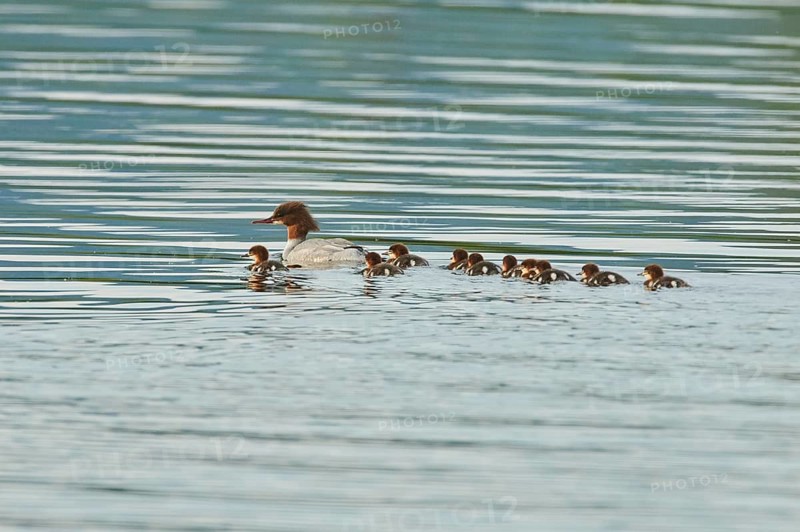 Common merganser (Mergus merganser) or goosander mother with her youngsters swimming in danubia river