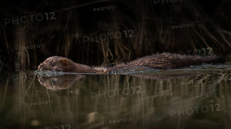 Mink