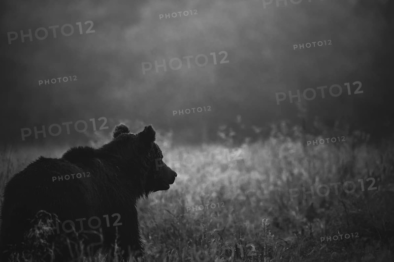 Brown bear (Ursus arctos)