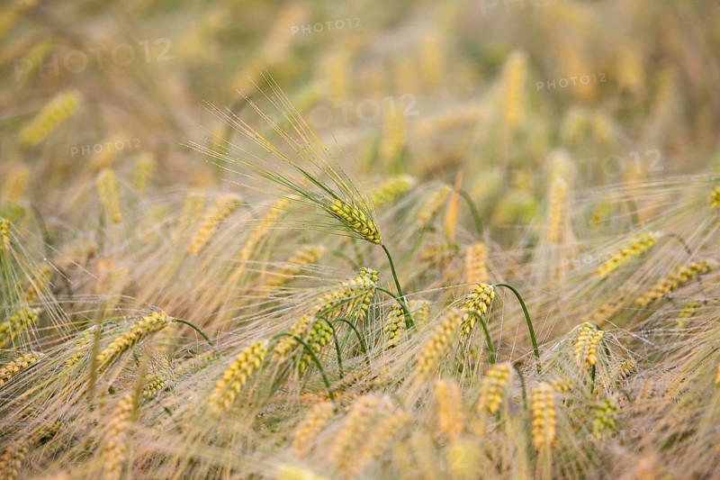 Ear of Barley (Hordeum vulgare) with dewdrops