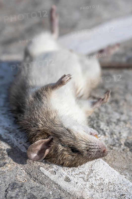 Dead rat lying on the ground