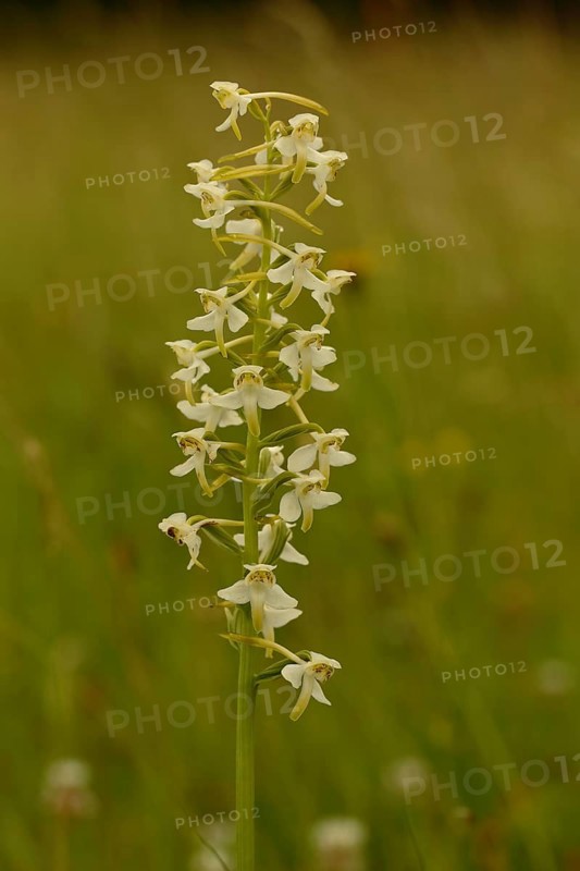 Greater butterfly-orchid (Platanthera chlorantha)