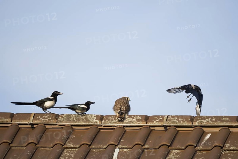 European magpies (Pica pica) attack juvenile Common Common Kestrel (Falco tinnunculus) on house roof