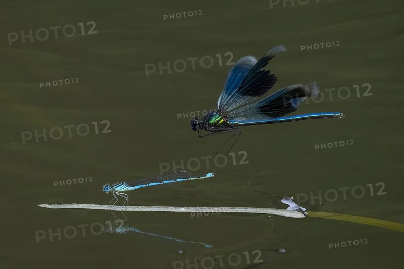 Banded demoiselle (calopteryx splendens)