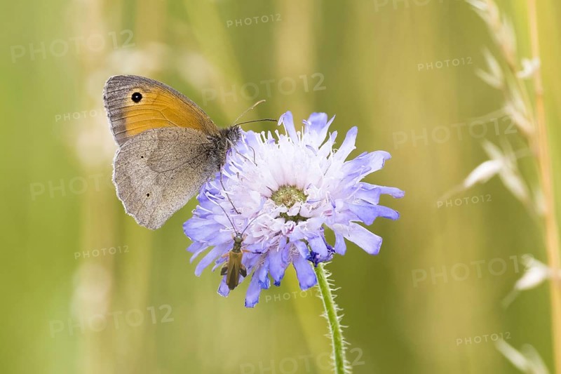 Meadow Brown (Maniola jurtina) on widow's-eye Field scabious (Knautia arvensis)