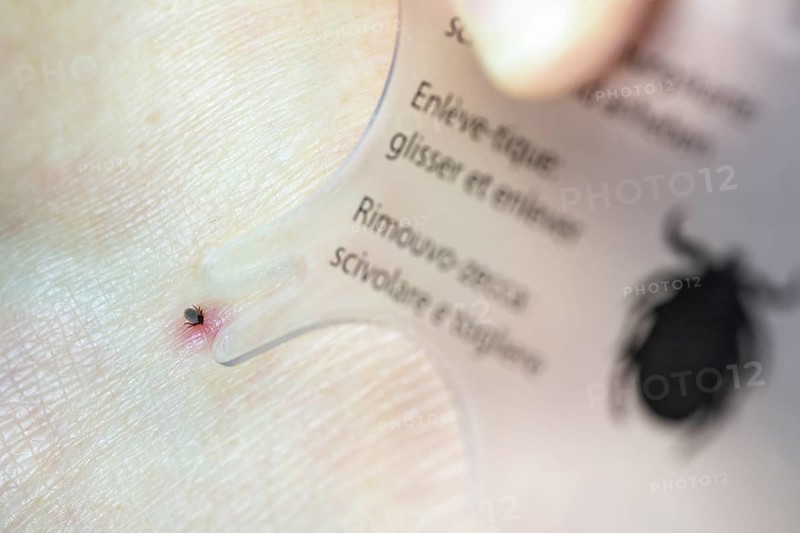 Castor Bean Tick (Ixodes ricinus)