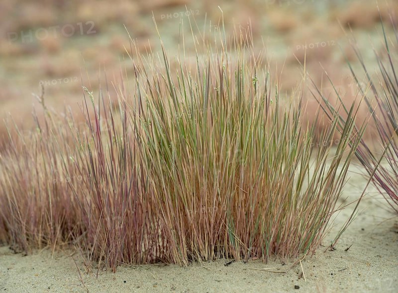 Dry sandy grassland in the Binnenduenen nature reserve near Klein Schmoelen