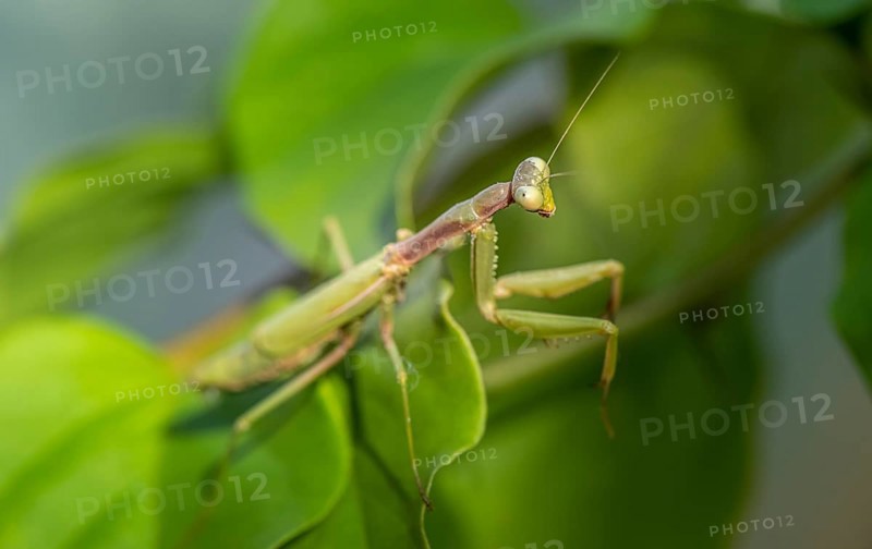 European mantis (mantis religiosa) on a branch