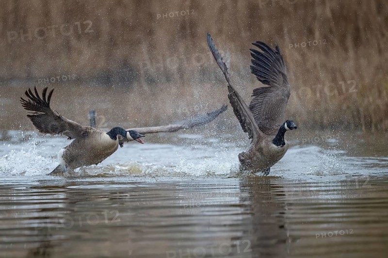 A Canada goose (Branta canadensis) gander chases a rival across the water surface during courtship