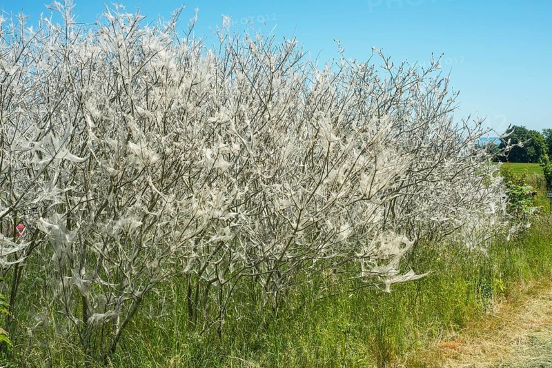 Insect damage by Ermine butterfly (Yponomeutidae) in Ystad