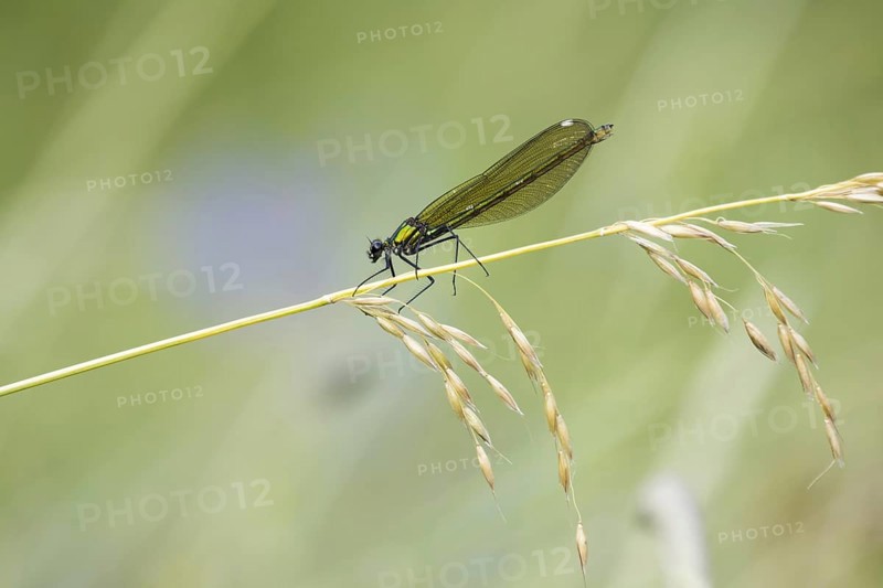Banded demoiselle (calopteryx splendens)