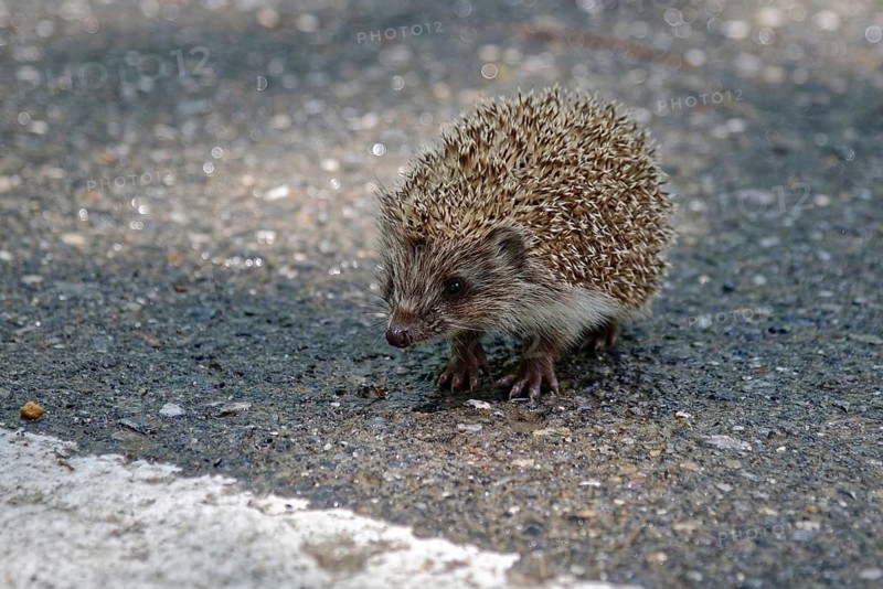 Juvenile Northern white-breasted hedgehog (Erinaceus roumanicus) Road crossing