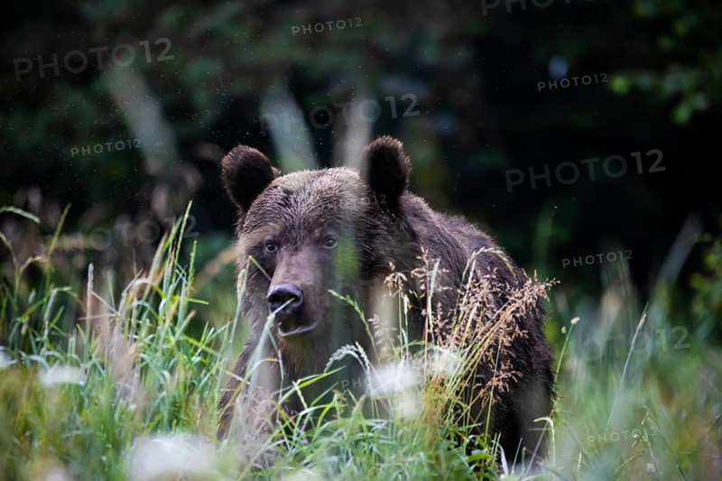 Brown bear (Ursus arctos)