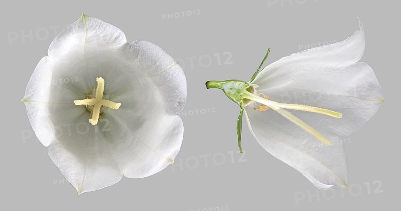 Peach-leaved bellflower (Campanula persicifolia)