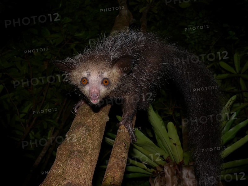 Aye-aye (Daubentonia madagascariensis) in the rainforests of Eastern Madagascar