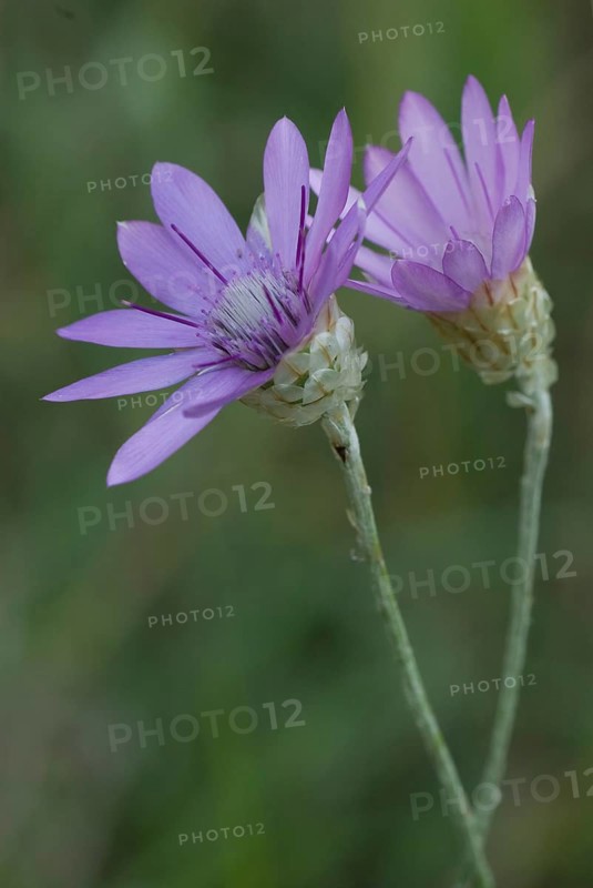 Strawflower (Xeranthemum annuum) in bloom