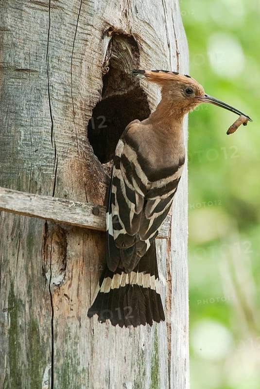 Hoopoe (Upupa epops) Hoopoe at the nesting box