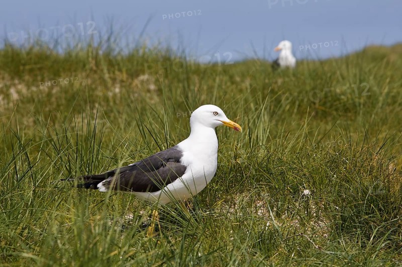 European herring gull (Larus argentatus)