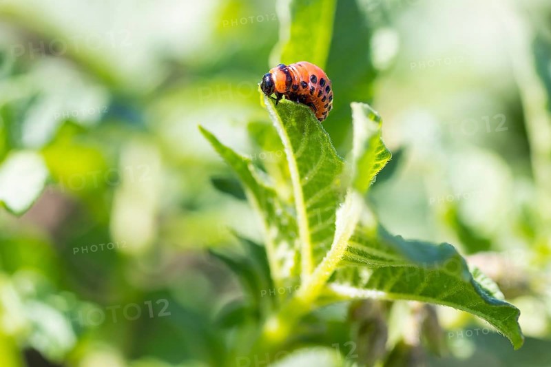 Larva of the Colorado potato beetle (Leptinotarsa decemlineata) on the leaf of a potato (Solanum tuberosum)