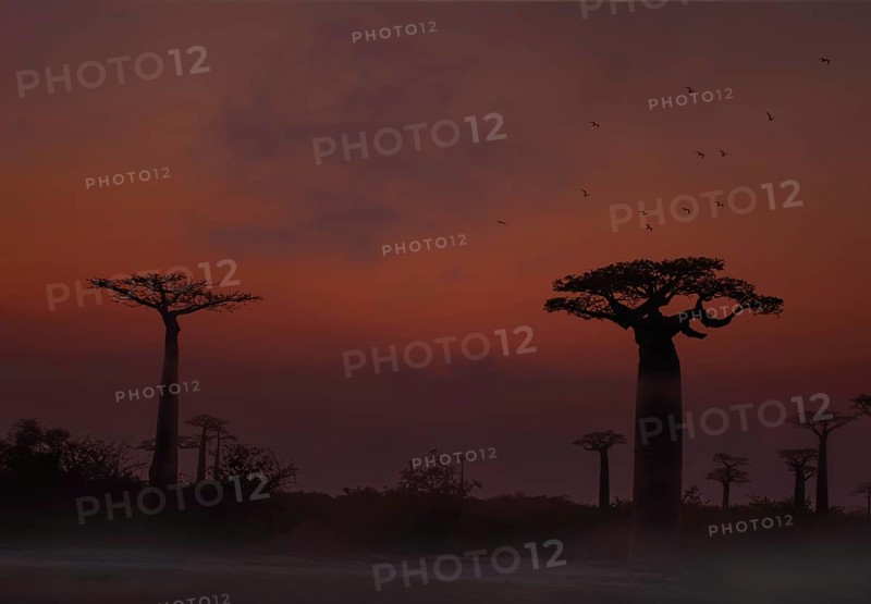 Baobab avenue at dawn (Andasonia grandidieri) in western Madagascar