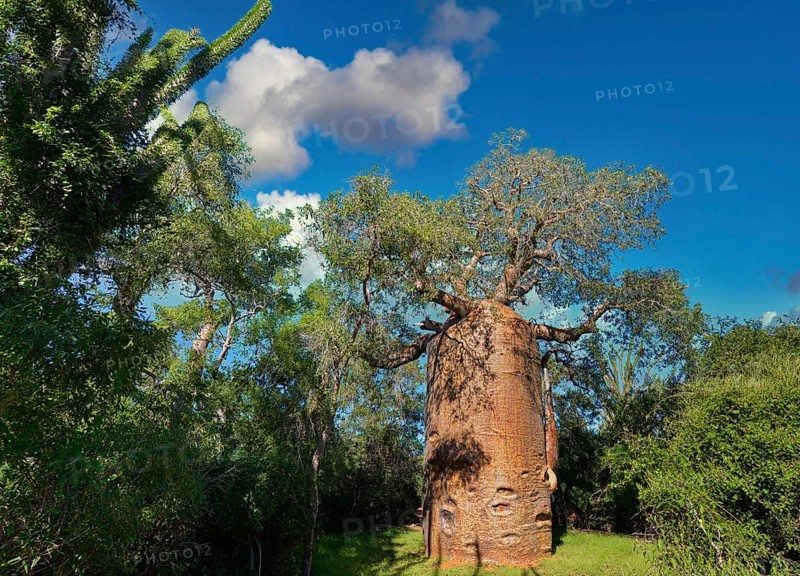 Baobab (Andasonia za) in the Reniala Reserve in the southwest of Madagascar