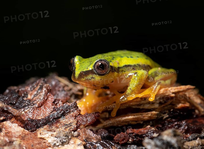 A frog (Mantidactylus ssp) in the rainforest of Ranomafana