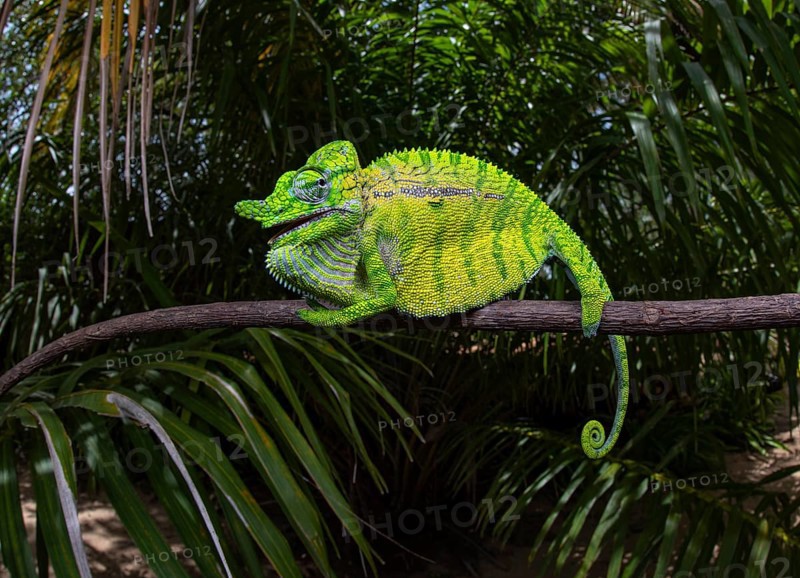 Rediscovered chameleon species