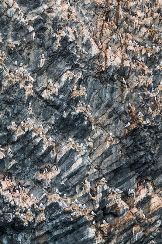 Giant seabird colony on the spectacular rock formation of columnar basalt