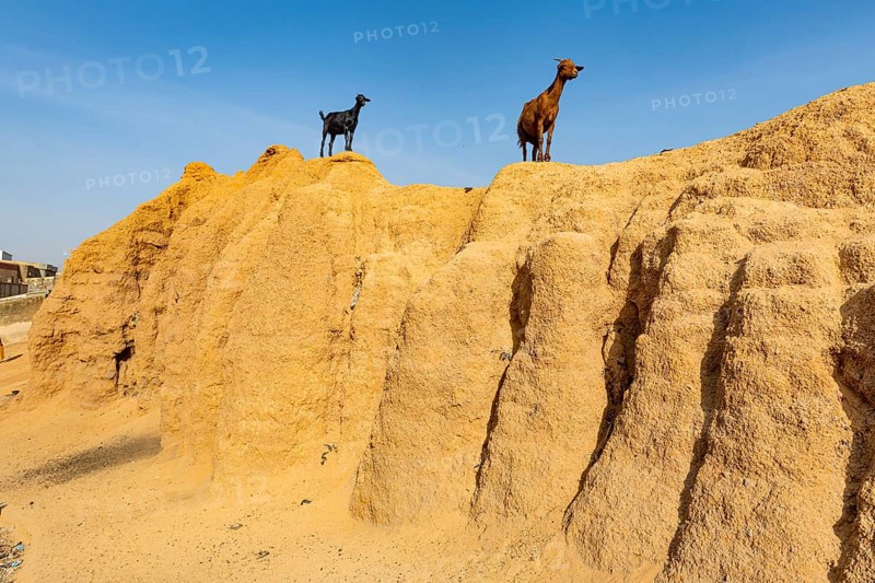 Goats on the old sandstone wall